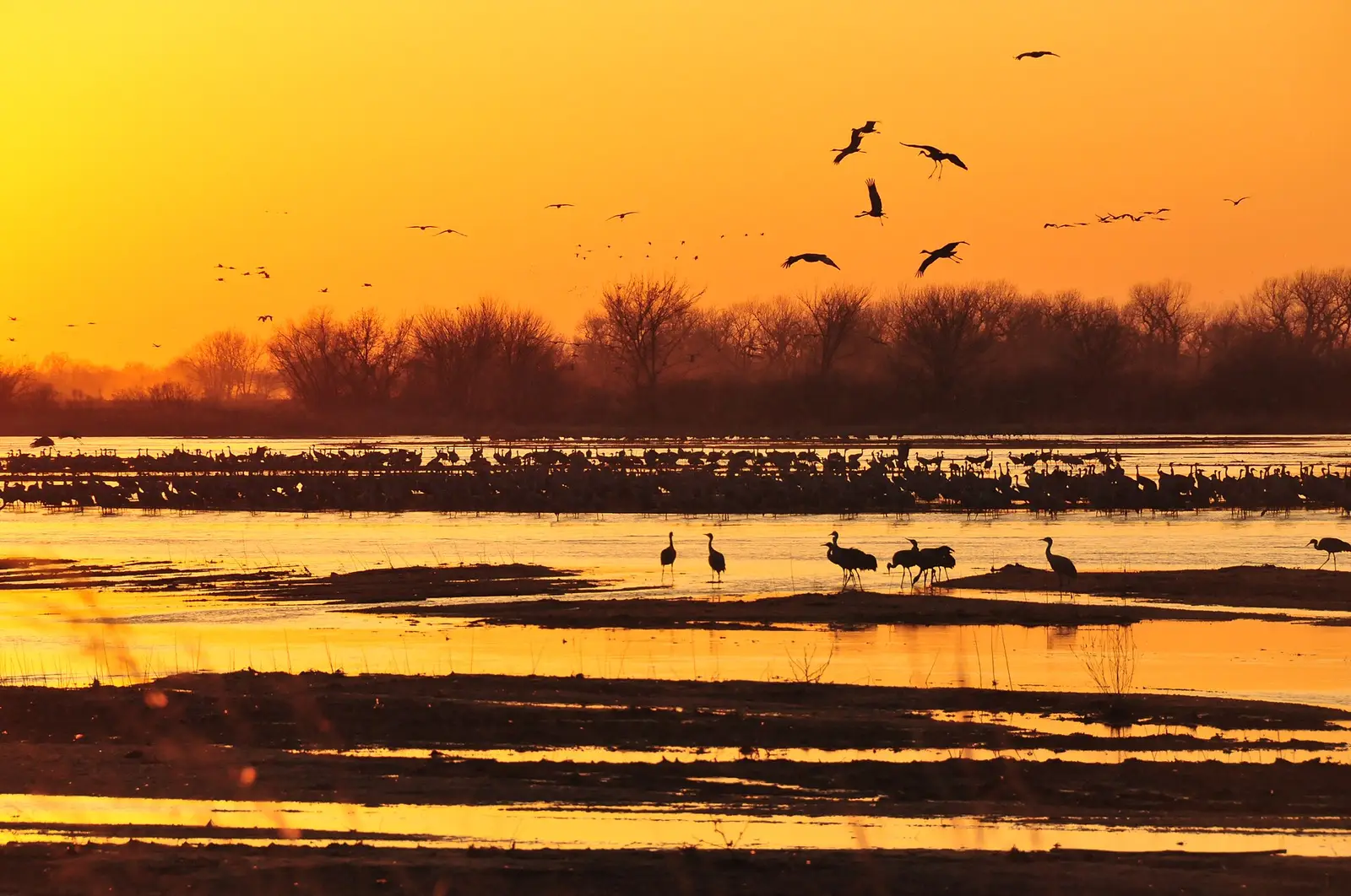 Sandhill cranes over the Platte River at sunset in Nebraska